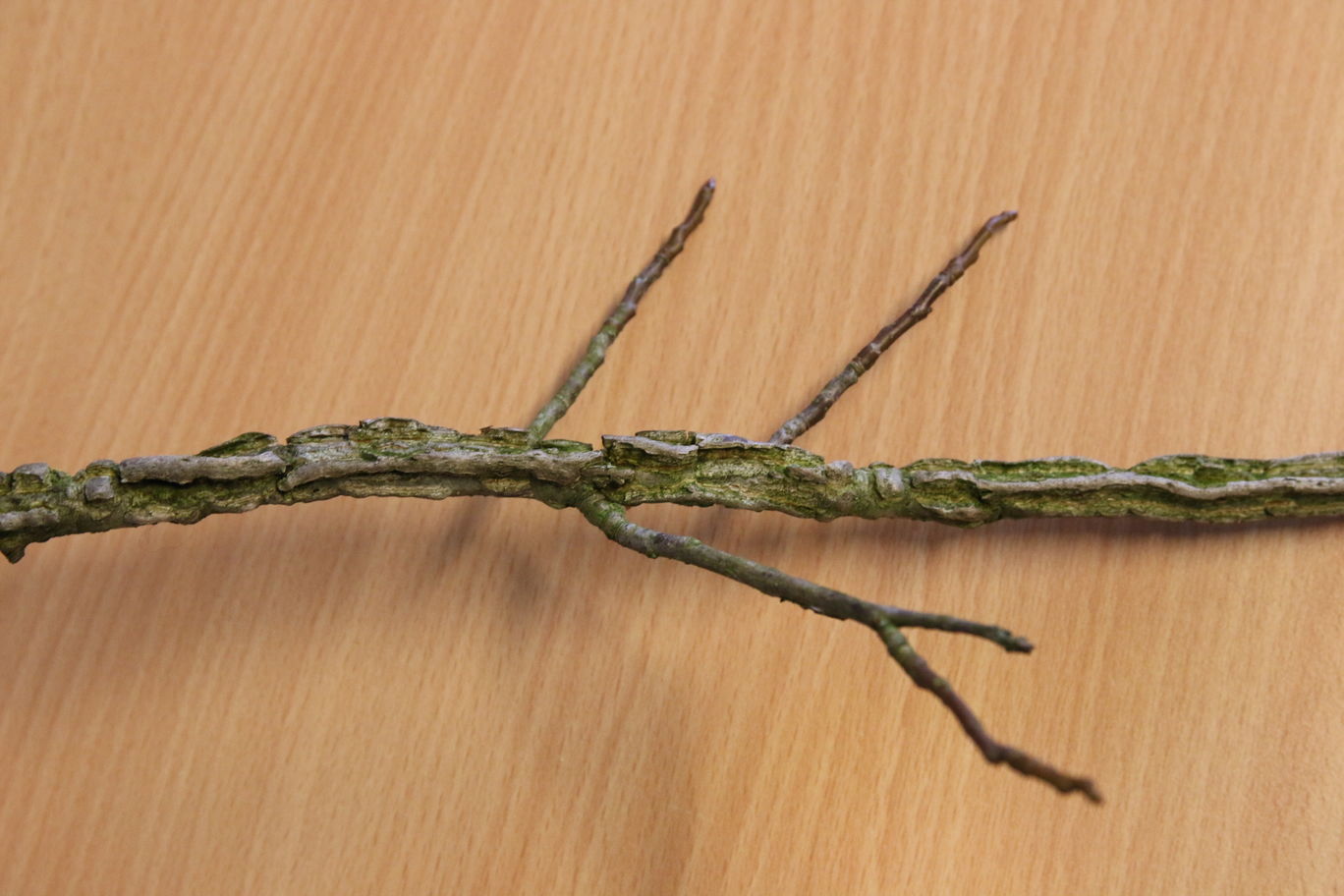 makkie: dikke kurklijsten zonder de tegenoverstaande knoppen zoals de Acer campestre, dus dit is de Liquidambar styraciflua, de amberboom