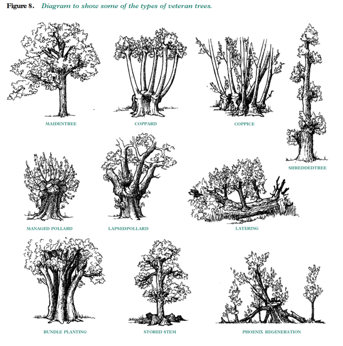 Veteran-Trees-Management-Guide-types-of-veteran-trees-g10.png