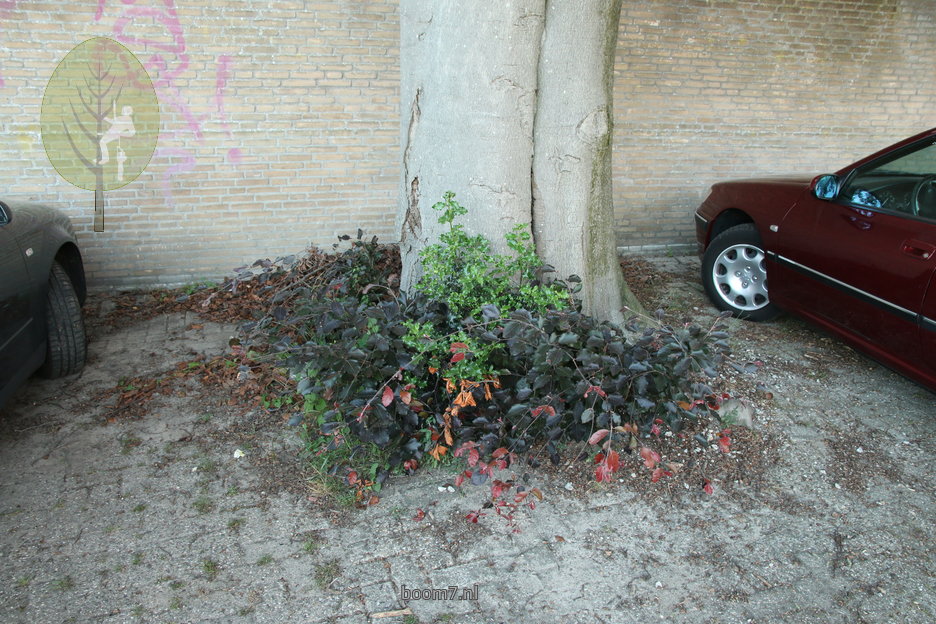 rondom is de boom omgeven door verharding - dodelijk