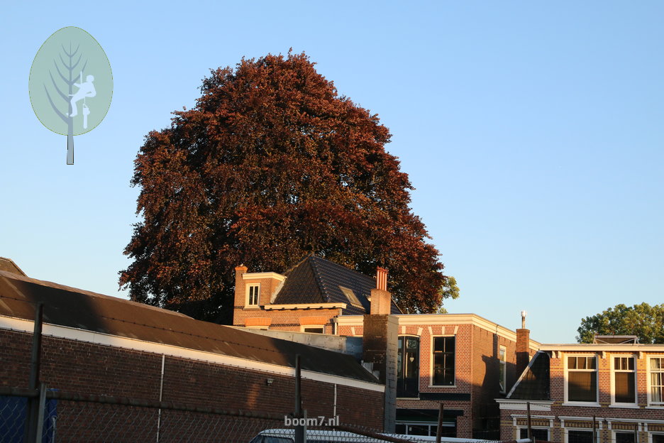 volle kroon houdt al het licht tegen: gezonde boom