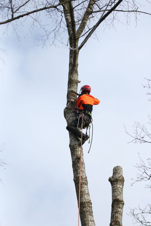kappen boom in delen: valkerf zagen in populier van 35 meter