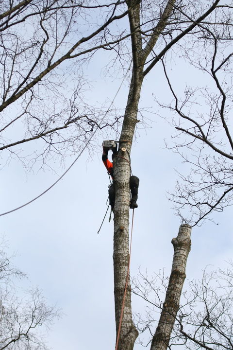 kappen boom in delen: valkerf zagen in populier van 35 meter