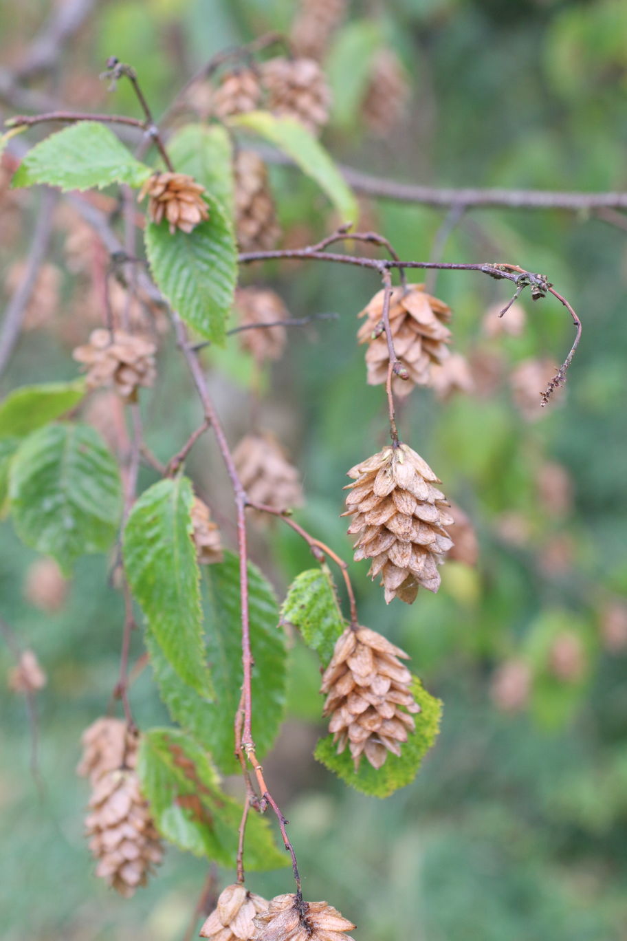 Rondleiding arboretum Assen