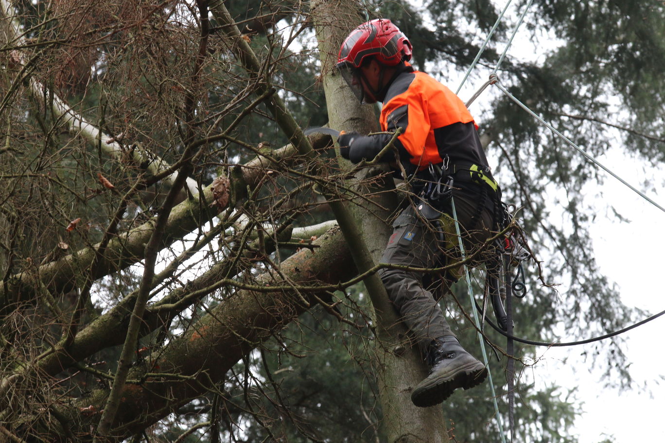 Met een simpel handzaagje zaag ik het laatste stukje, ik wil niet met een draaiende kettingzaag in een boom zitten als er honderden kilo's hout in beweging komt.