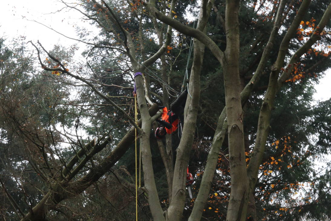 eigenlijk is dit geen kappen maar het verwijderen van voorbeeld stormhout, een boom is in een andere boom blijven hangen.