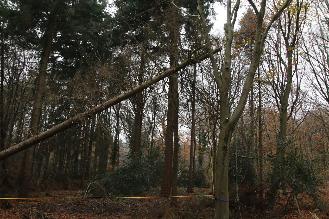 Heel langzaam laten we de losgezaagde boom zakken.