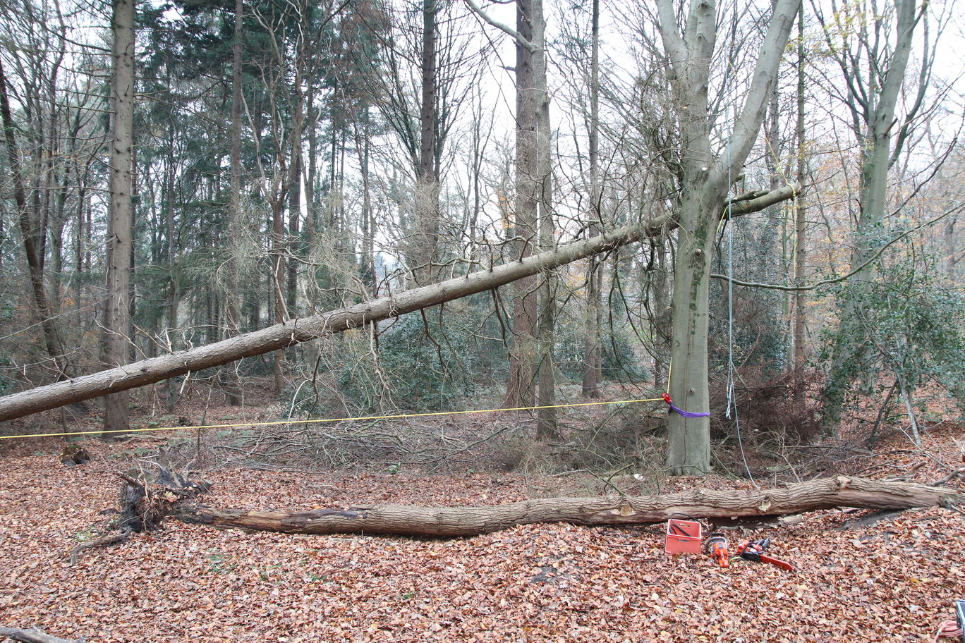 Door de bolder kunnen we met weinig kracht een boom van meer dan 15 meter langzaam en zonder moeite laten zakken: zonder schade.