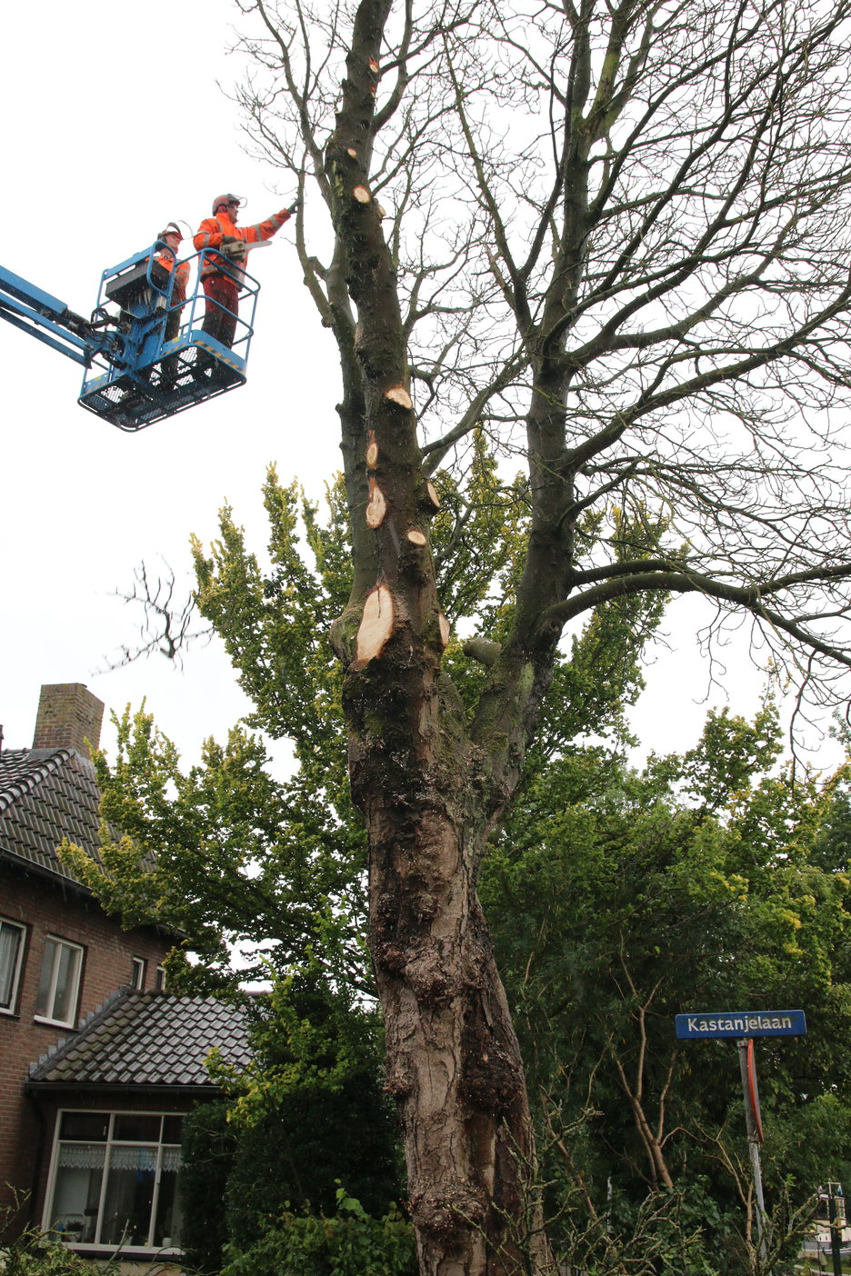 Kastanjelaan in Meppel is geen kastanjelaan meer