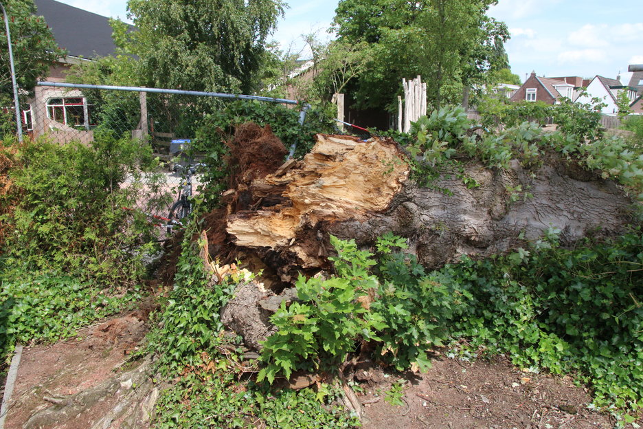 omgewaaide boom Julianastraat Meppel - stambreuk