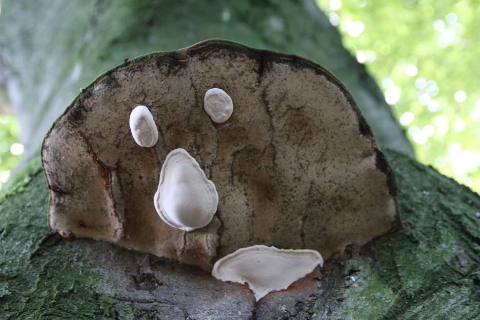 zwam is een houtrot veroorzakende infectie (Wilhelminapark Meppel)