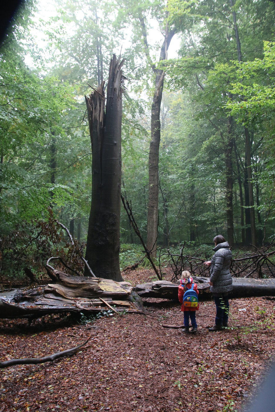 MTA (Mycological Tree Assessment): het boek, het systeem en de meester