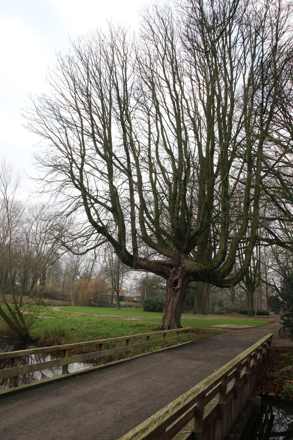 De mooie kastanje in het Wilhelminapark is zwaar aangetast