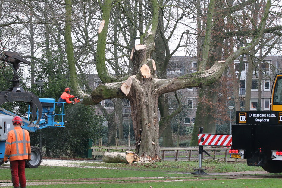 Een van de mooiste bomen in het Wilhelminapark is gekapt