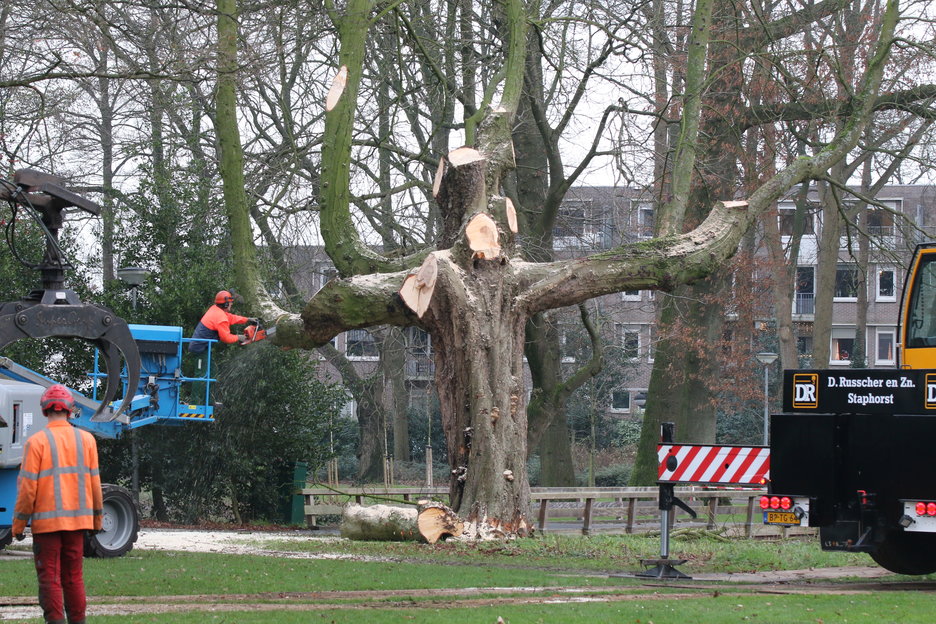 grote dikke armen