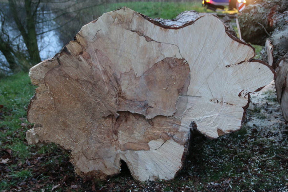 aangetast hout op 15 cm hoogte