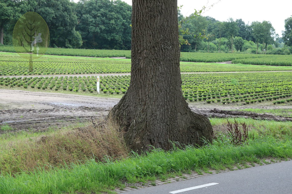 11 bijzondere stamvoet: olifantsoren