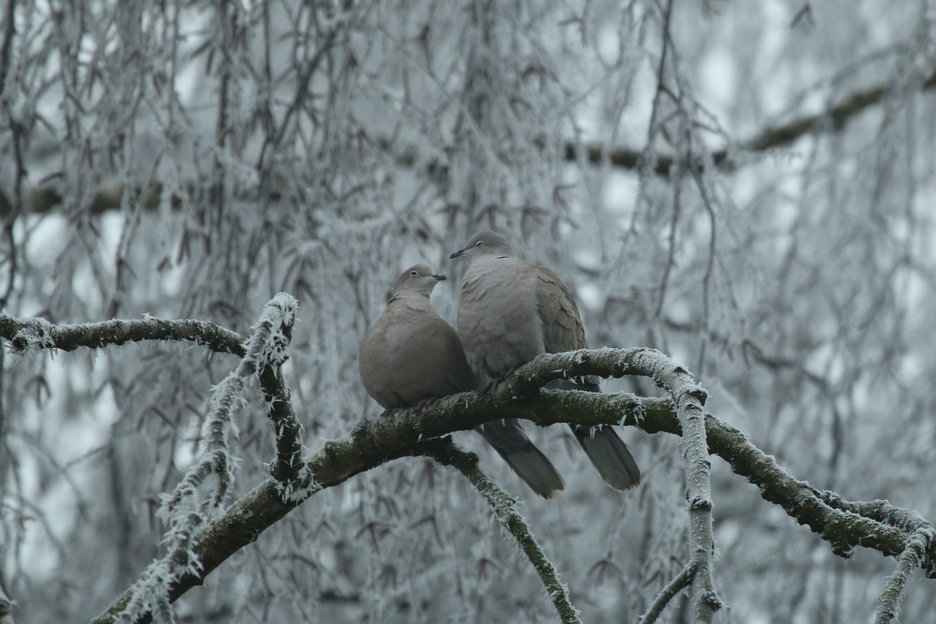 Foto's Tortelende Turkse Tortelduiven in de winter met rijp op takken