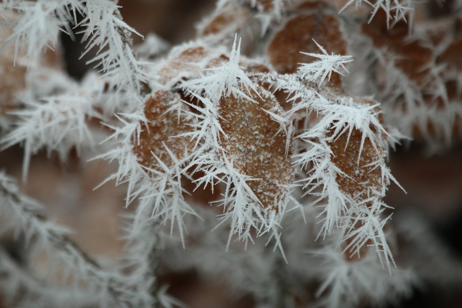 Plantkennis: zomerkenmerken & winterkenmerken