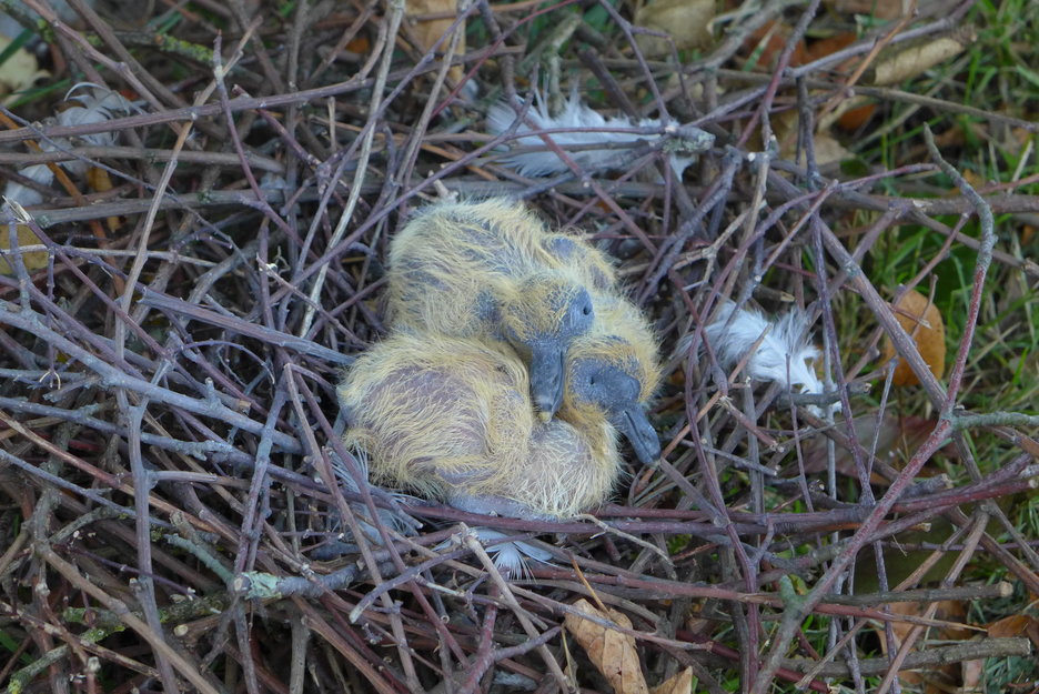 nest houtduiven