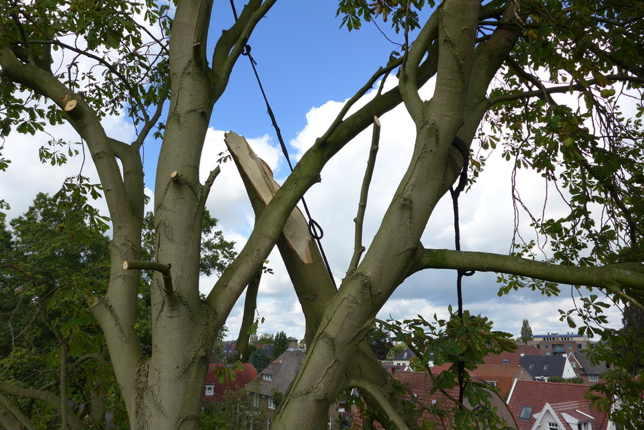 Noodkap monumentale boom na stormschade