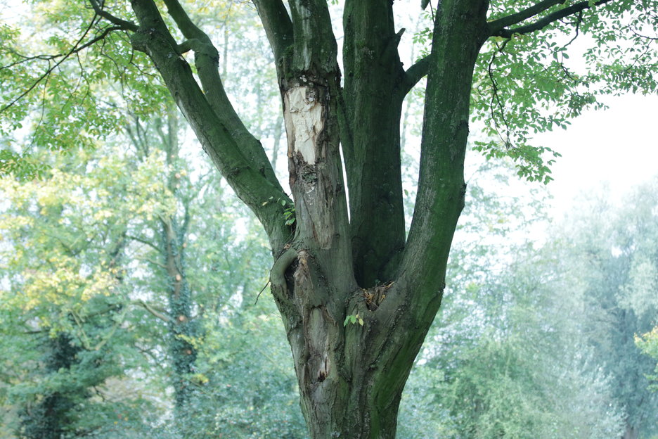 Dit jaar was de aanrijding zo zwaar dat er stukken hout afgereden zijn. <br>04/11/2017 (obj_5845.jpg)