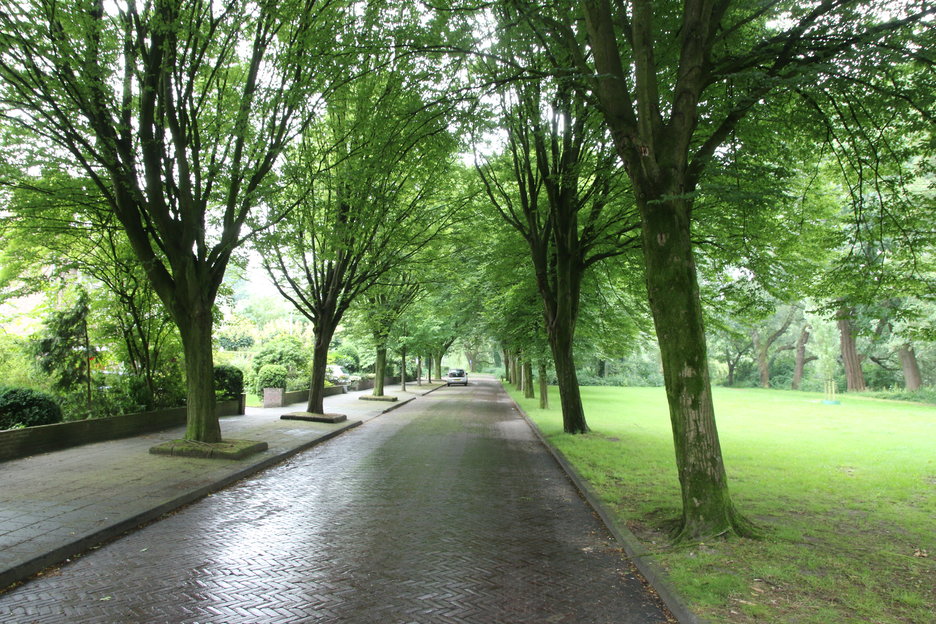 Haagbeuken Prins Bernhardsingel Meppel, 30/06/2016 (obj_7646.jpg)