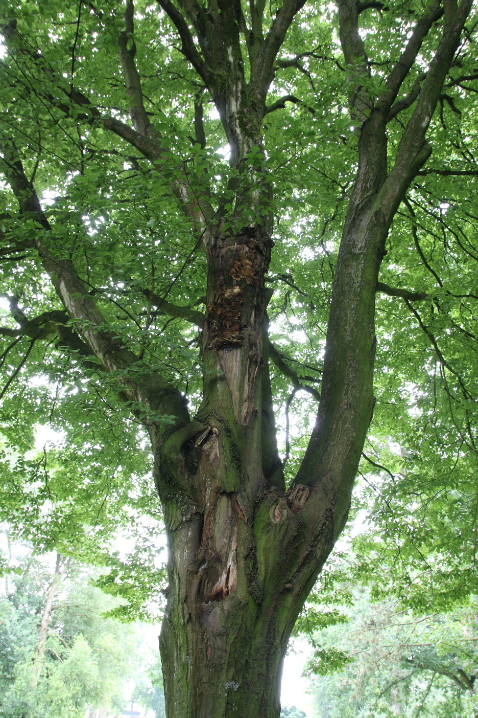 Als de boom probeert de wond te overgroeien (overwallen) komt de volgende vrachtwagen 30/06/2016 (obj_7664.jpg)