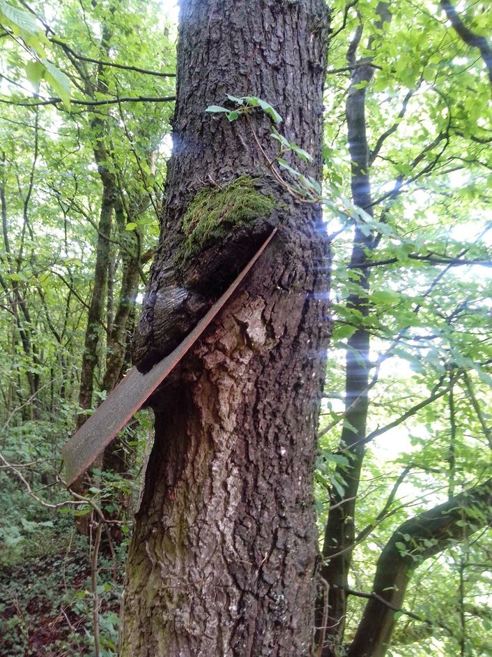 biesterbos2.jpg