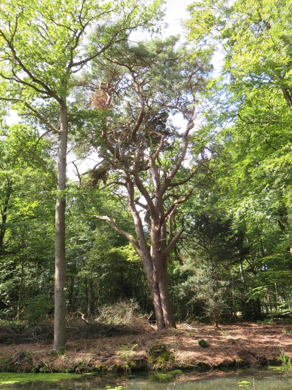 foto: Leo Goudzwaard,Wim Brinkerink op <a href="https://www.monumentaltrees.com/nl/nld/noordholland/wijdemeren/1091_buitenplaatsbantam/1944/">monumentaltrees.com</a>