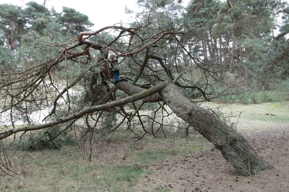 toekomstboom