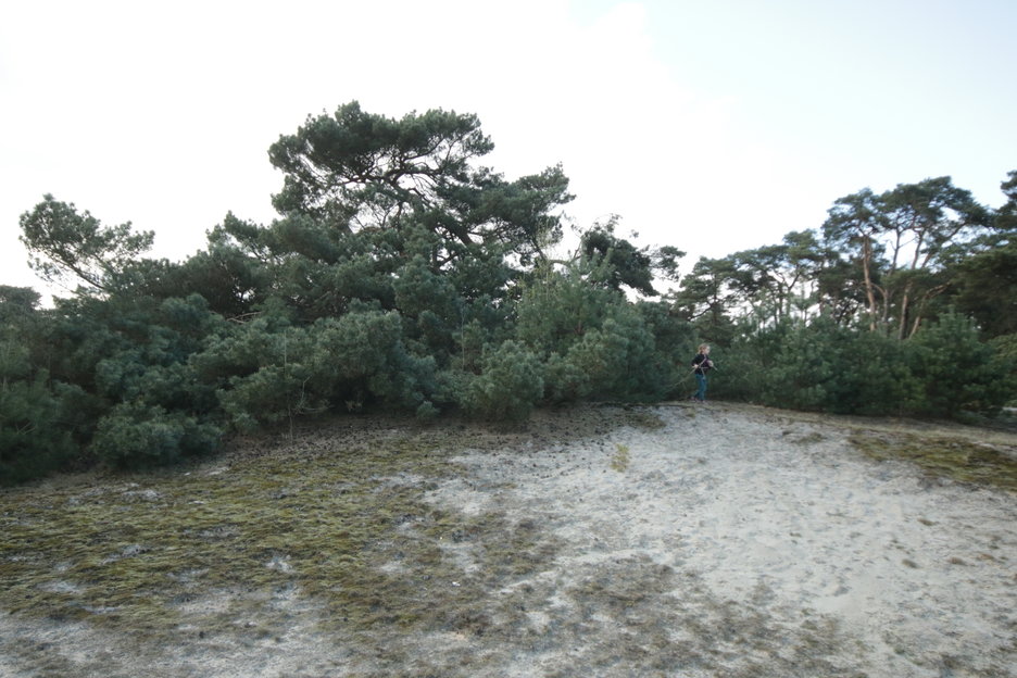 op wat kleine bomen na zie je hier 1 boom