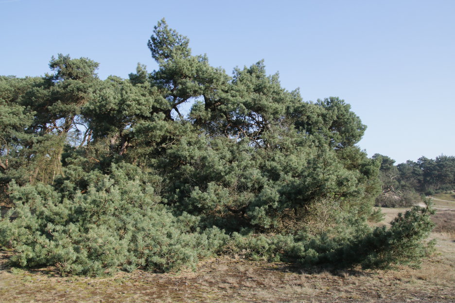 rechts op foto: deel van de kroon, geen jonge boom