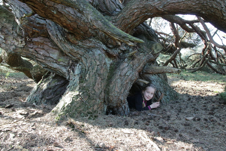 De bijzondere bomen in natuurreservaat de Beerze en het Beerzerveld