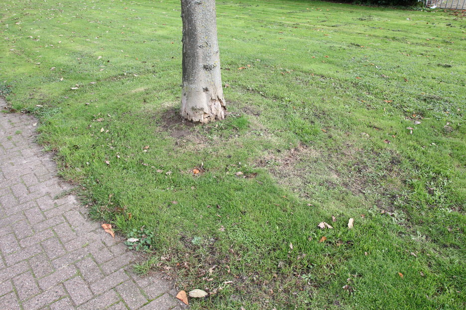 maaischade zichtbaar in gras