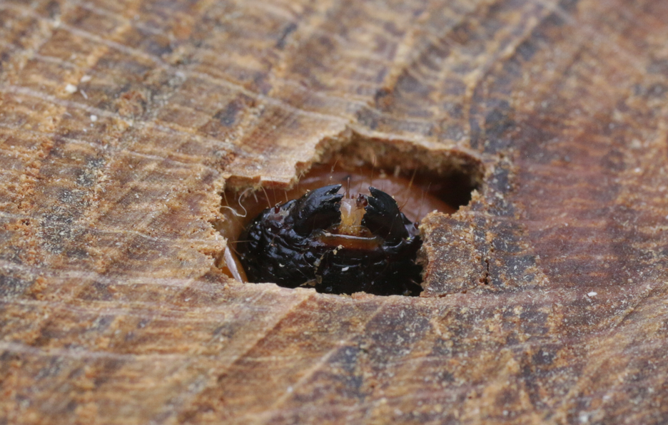 Foto & video van de Wilgenhoutrups (Cossus cossus) in levende bomen