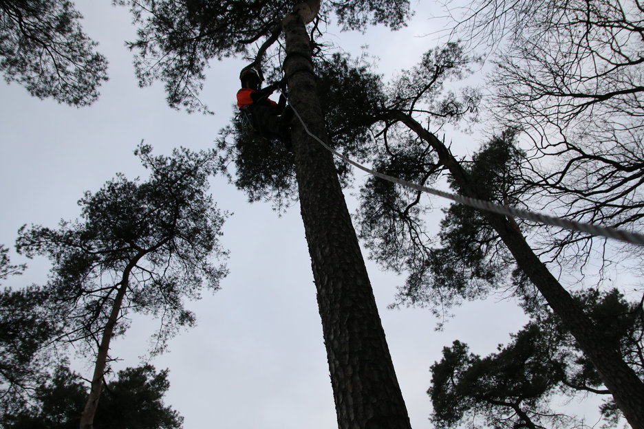 boom veilig kappen: op klimsporen de boom in om een treklijn te installeren, zo kan de boom nooit de verkeerde kant opvallen.