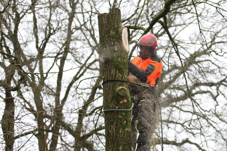 inzagen met grote zaag - kappen in delen