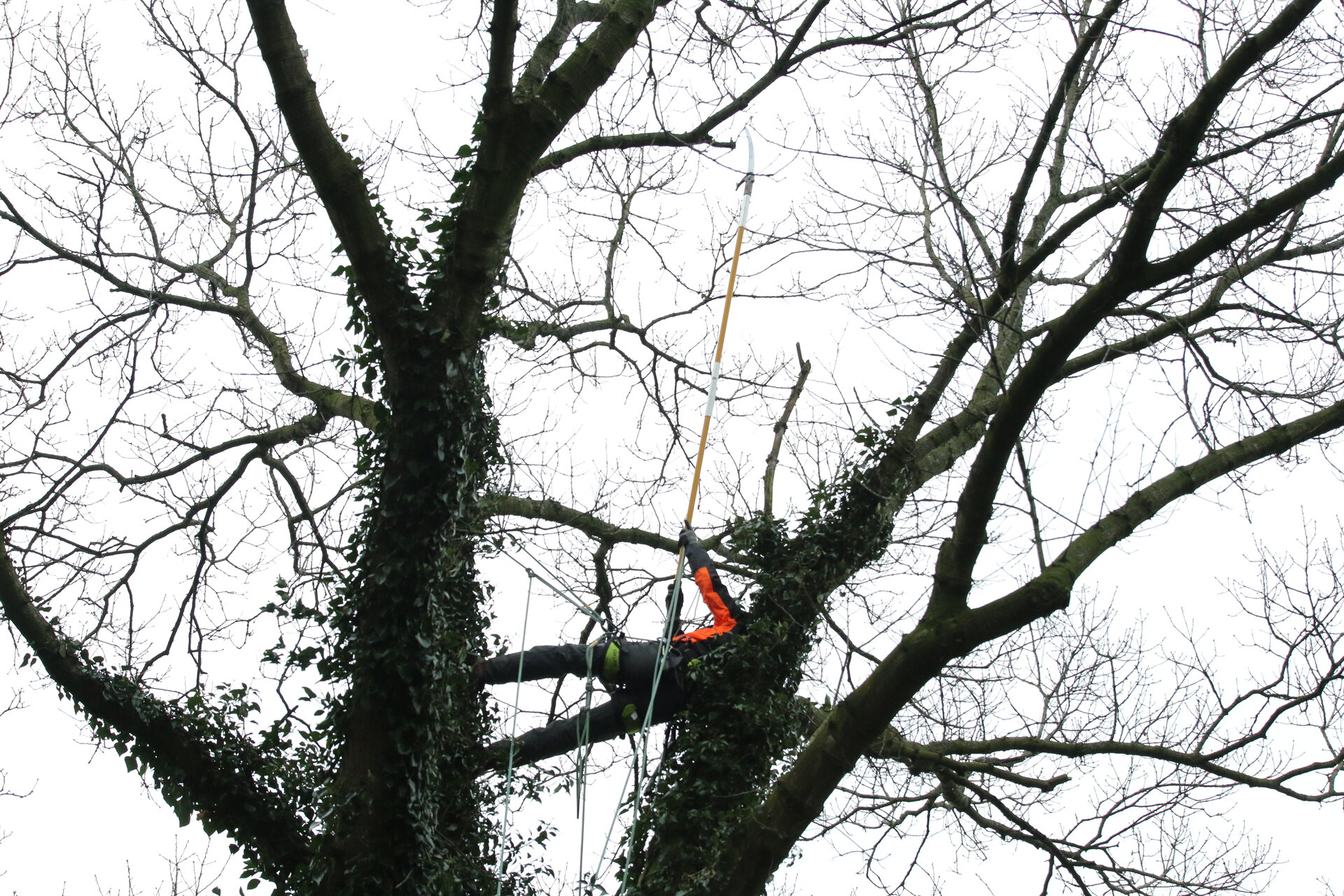 bomen snoeien