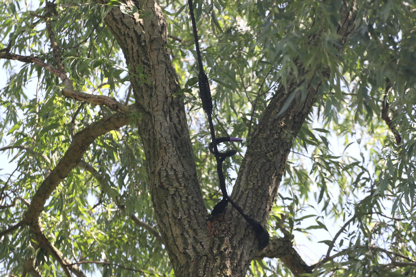 het anker in de boom