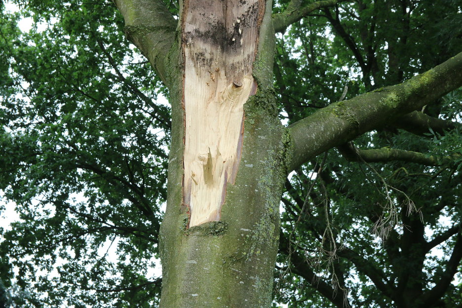 onderste deel: goed hout