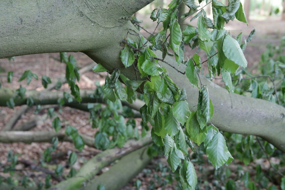 gevallen arm in Speulderbos