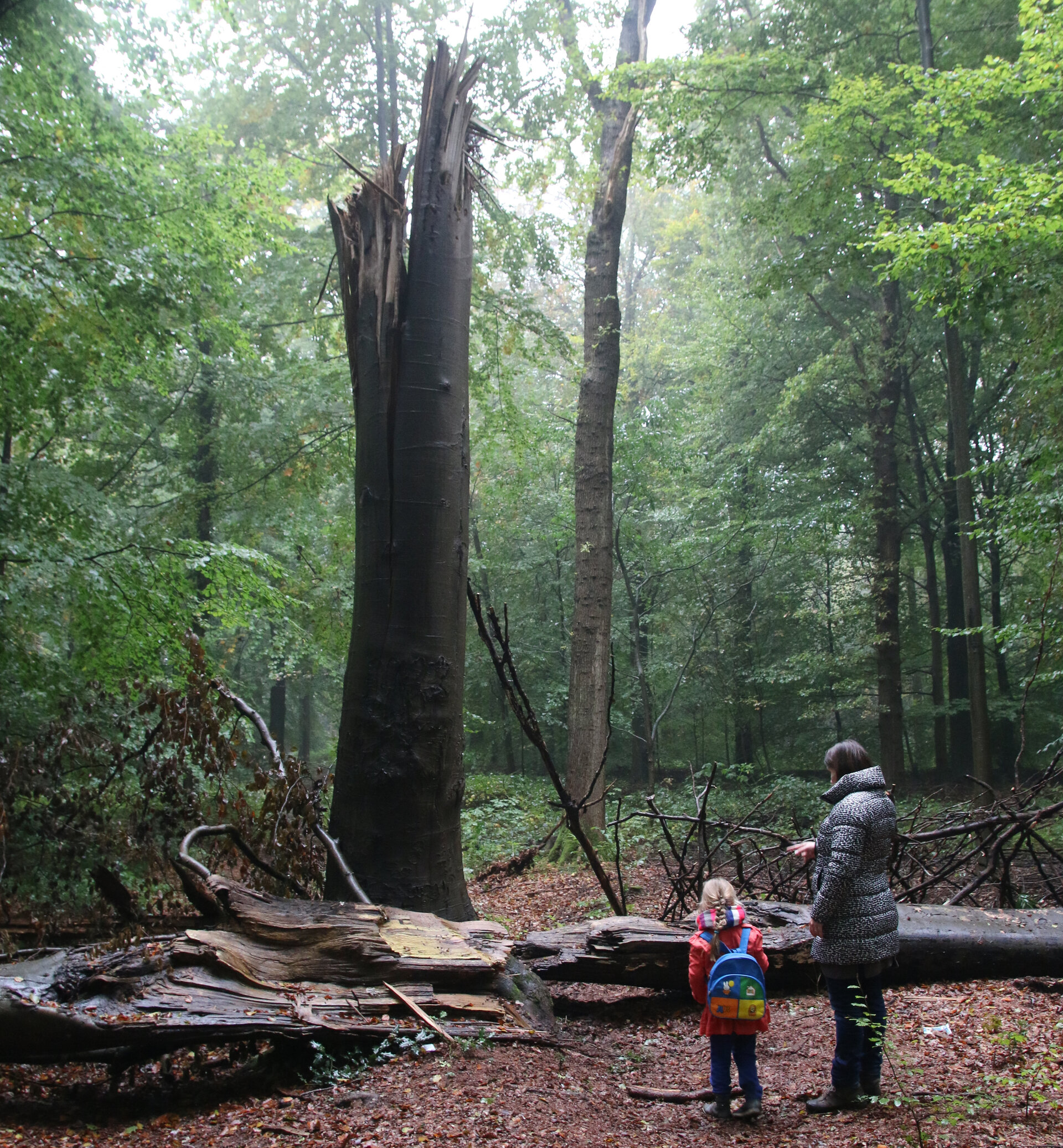 bomen snoeien