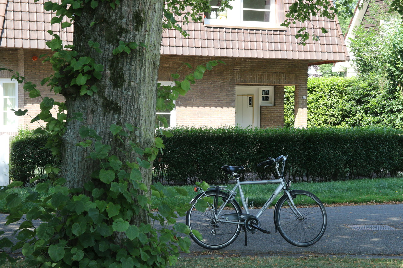 We beginnen met een boom in het Wilhelminapark tegenover nummer 44, grote boom, alles lijkt OK.