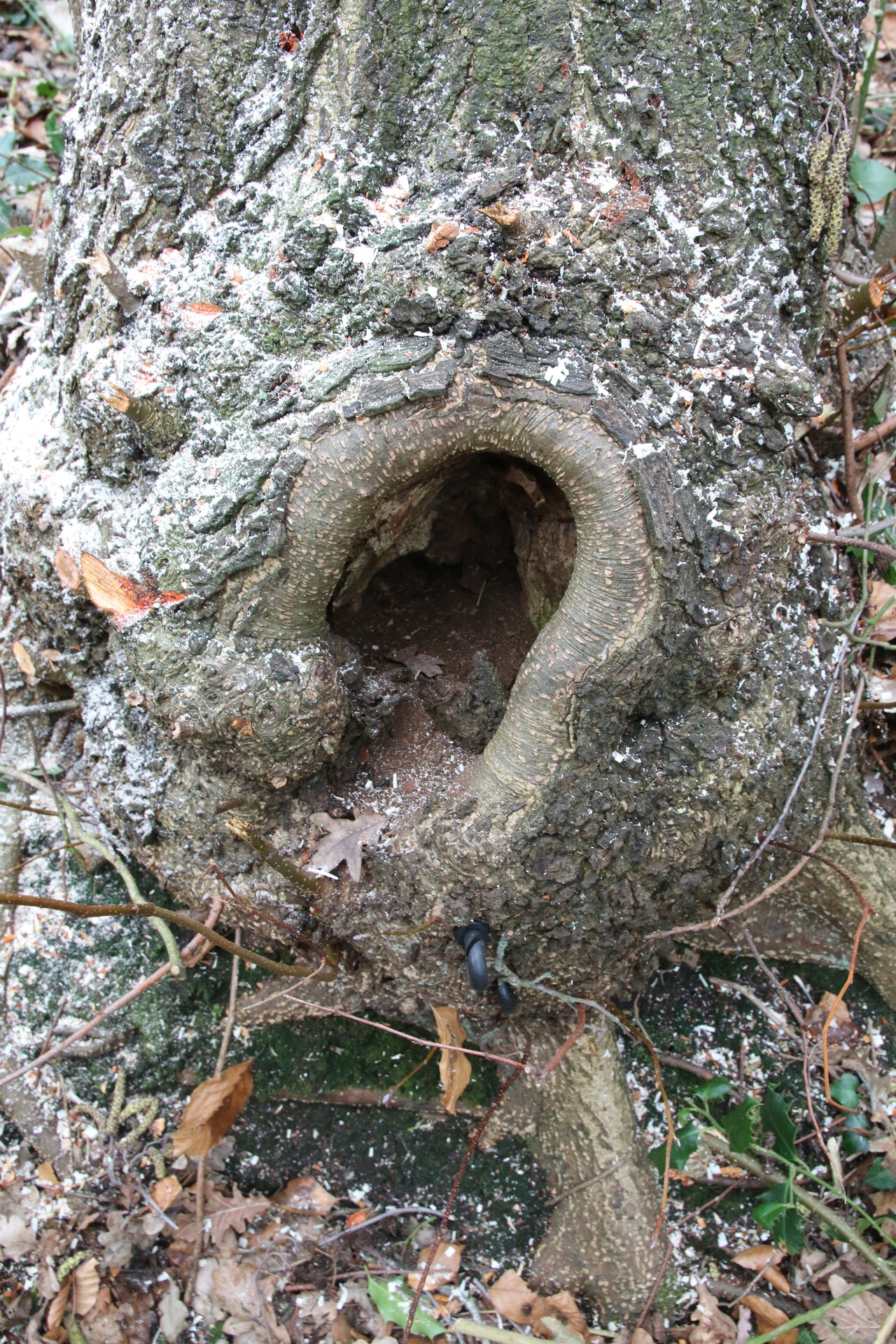 Holle bomen hoeven niet gevaarlijk te zijn, mits de restwand intact is. De binnenkant van de boom draagt heel weinig bij aan de sterkte. Een lantarenpaal is ook hol en deze valt alleen om bij een zware aanrijding.