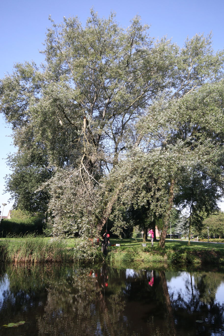 prachtige populier met gebroken tak boven water