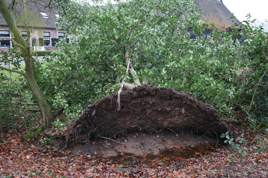 omgewaaide hulst kandelaberen en rechtopzetten