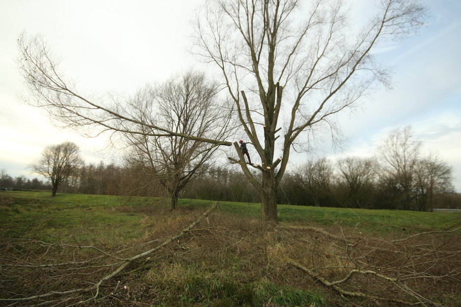 kandelaberen van een grote wilg