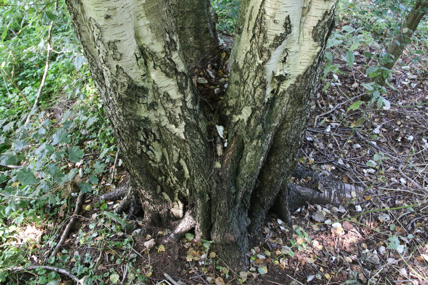 hierdoor denk ik dat dit vroeger verschillende bomen waren.