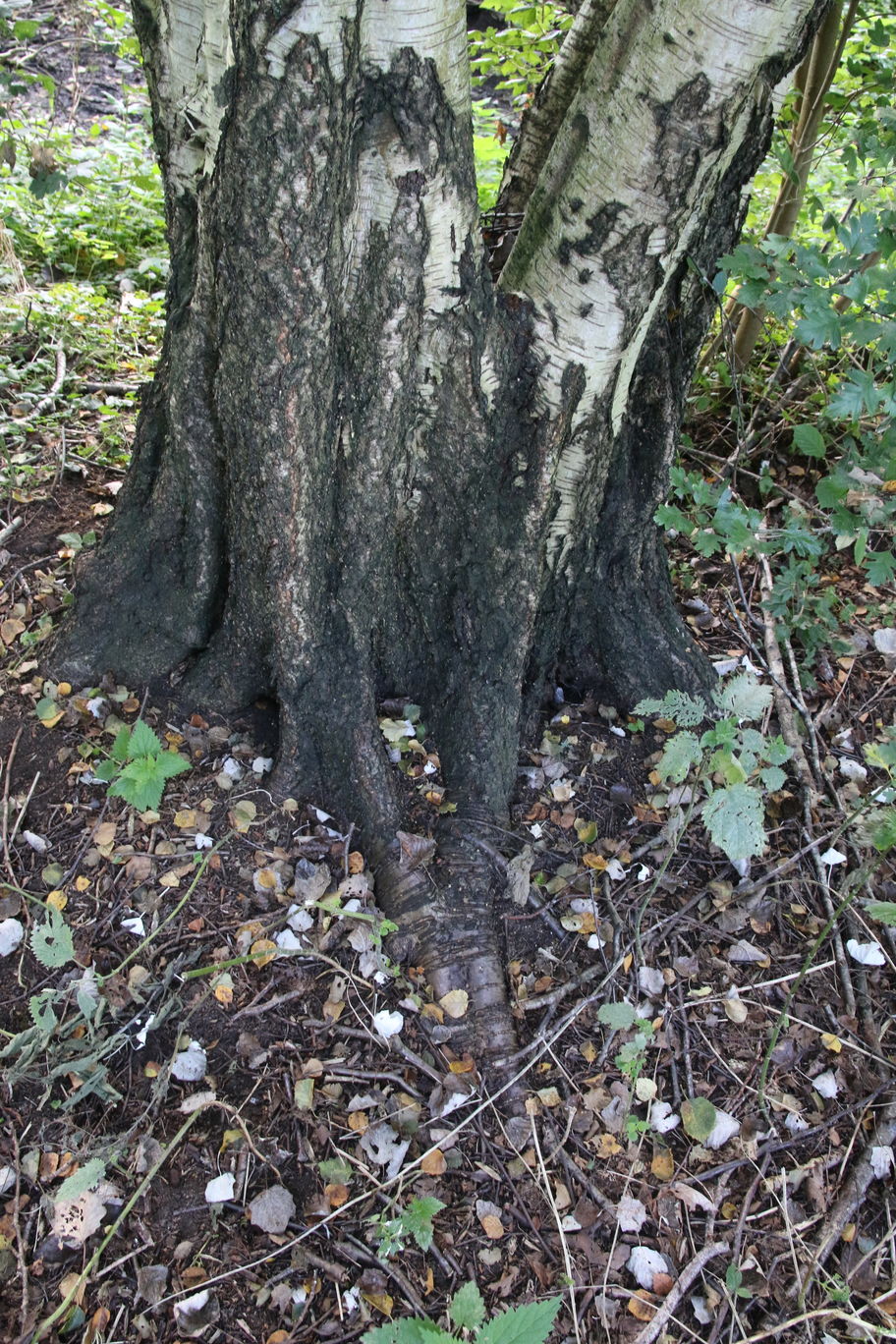 De wortels geven ook een aanwijzing wat er gebeurd is: het waren meerdere bomen - nu één.