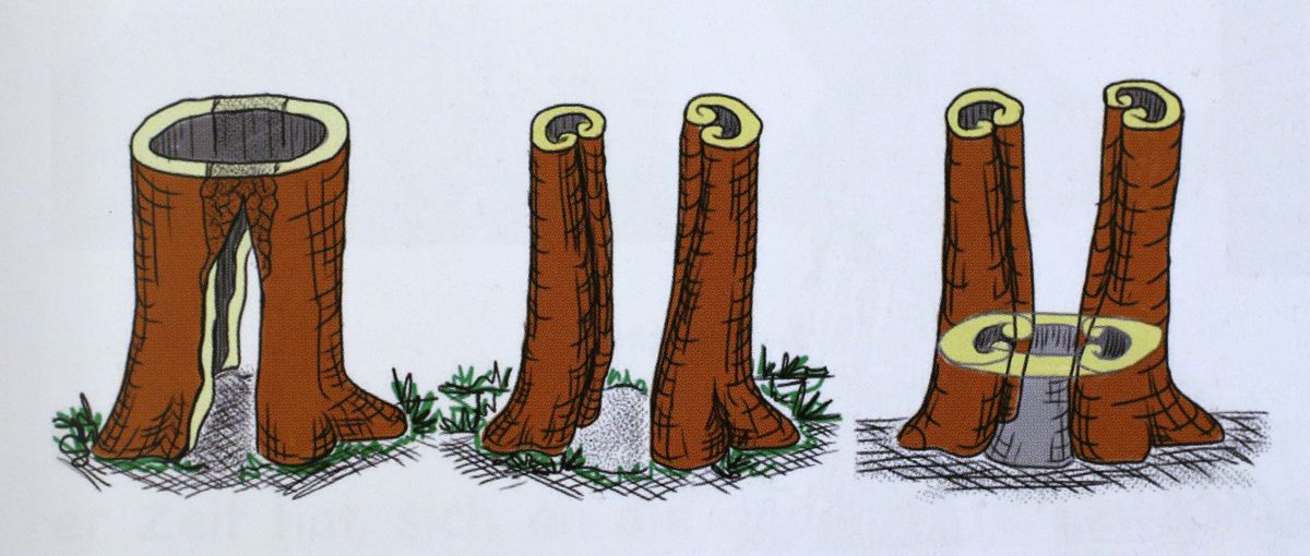 afbeelding uit: Enzyklopädie des Visual Tree Assessment p. 149